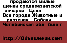 продаются милые щенки среднеазиатской овчарки › Цена ­ 30 000 - Все города Животные и растения » Собаки   . Челябинская обл.,Аша г.